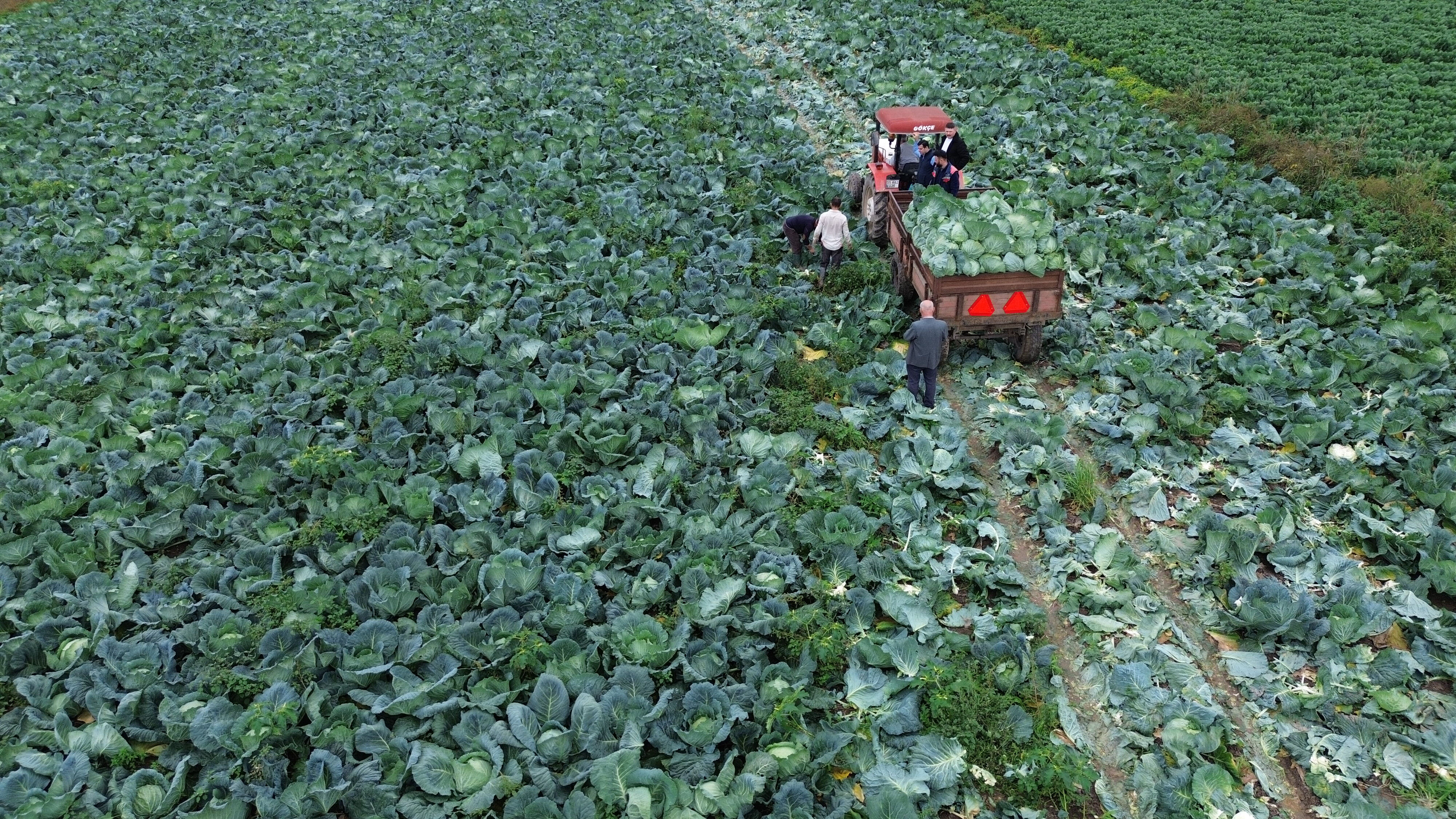 Bafra Ovası'nda hasat başladı! Tarlada kilosu 8 lira Bafra Ovası'nda hasat başladı! Tarlada kilosu 8 lira - 1. Resim