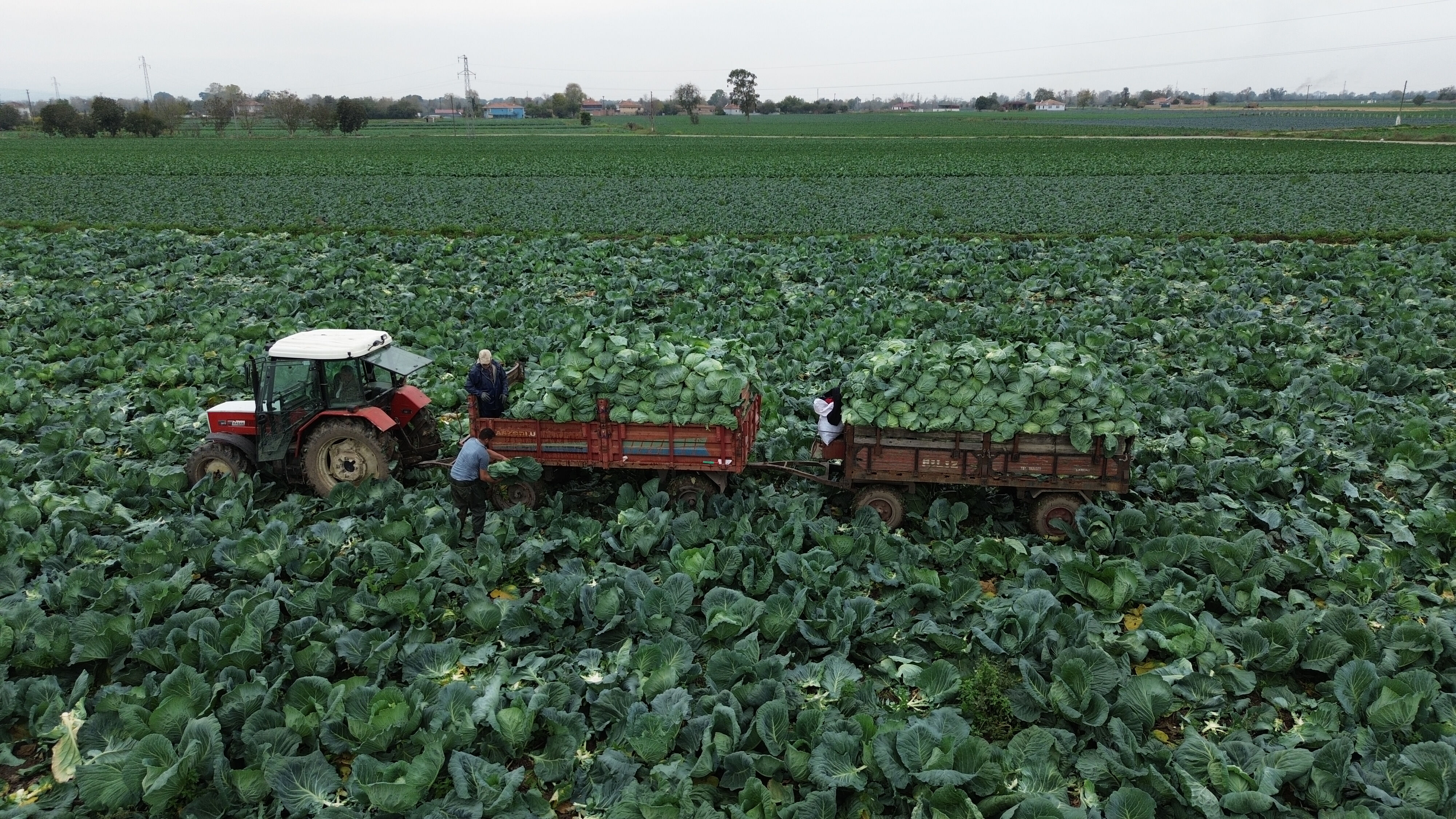 Bafra Ovası'nda hasat başladı! Tarlada kilosu 8 lira Bafra Ovası'nda hasat başladı! Tarlada kilosu 8 lira - 3. Resim