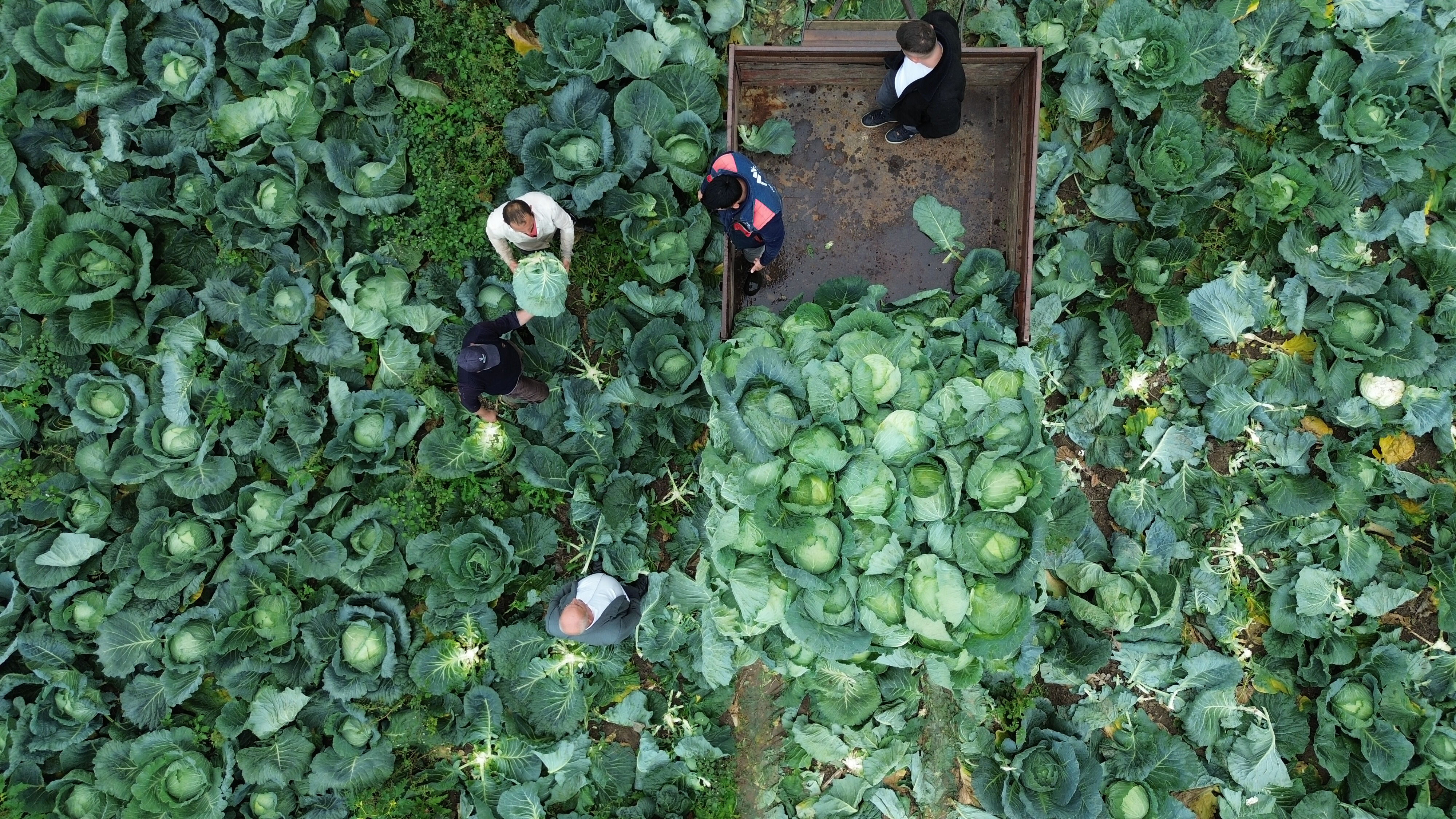 Bafra Ovası'nda hasat başladı! Tarlada kilosu 8 lira Bafra Ovası'nda hasat başladı! Tarlada kilosu 8 lira - 2. Resim