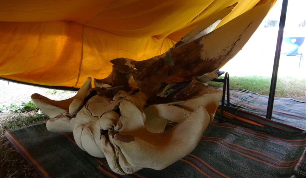 Böylesi ilk defa yapılıyor! 16 metrelik balinanın kemikleri birleştirilmeye başlandı Böylesi ilk defa yapılıyor! 16 metrelik balinanın kemikleri birleştirilmeye başlandı - 2. Resim