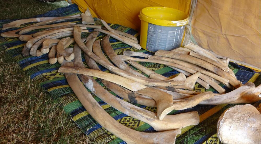 Böylesi ilk defa yapılıyor! 16 metrelik balinanın kemikleri birleştirilmeye başlandı Böylesi ilk defa yapılıyor! 16 metrelik balinanın kemikleri birleştirilmeye başlandı - 3. Resim