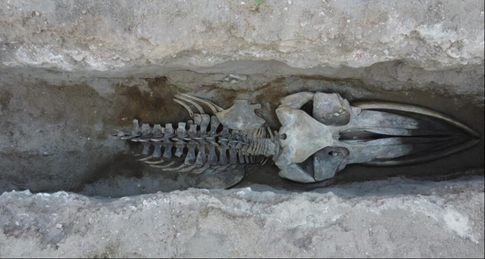 Böylesi ilk defa yapılıyor! 16 metrelik balinanın kemikleri birleştirilmeye başlandı Böylesi ilk defa yapılıyor! 16 metrelik balinanın kemikleri birleştirilmeye başlandı - 1. Resim