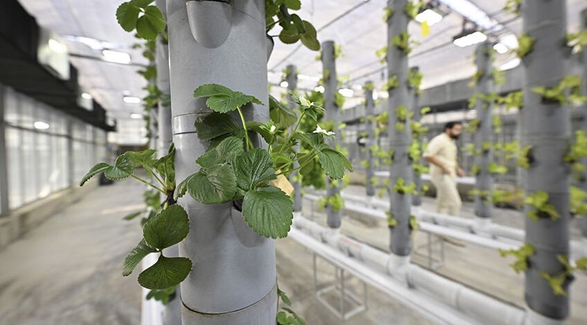 Ne bahçe var ne toprak! 40 metrekarelik alanda 750 bitkiyle geleceğe umut oldular - 1. Resim