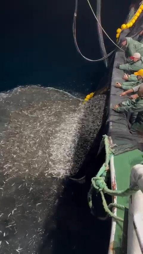Yakaladıkları binlerce balığı denize geri bıraktılar! Nedeni 'alkış' alır - 1. Resim