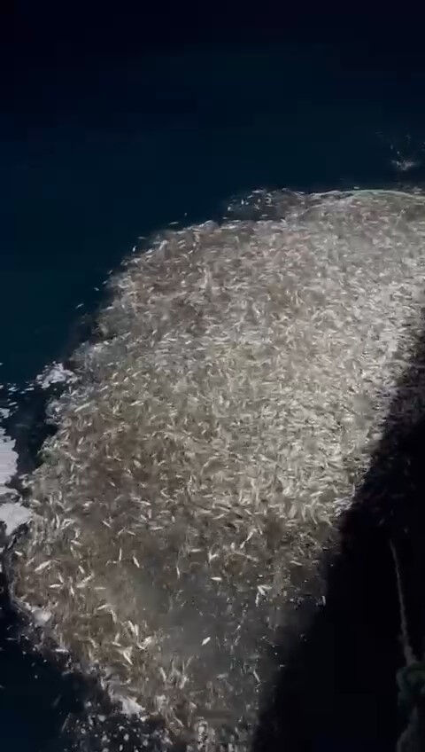 Yakaladıkları binlerce balığı denize geri bıraktılar! Nedeni 'alkış' alır - 2. Resim