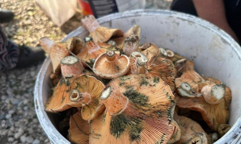 Harçlığını çıkarmak için dağ tepe dolaşıyor! Kilosu 400’den 250’ye düştü, yine pes etmedi - 2. Resim