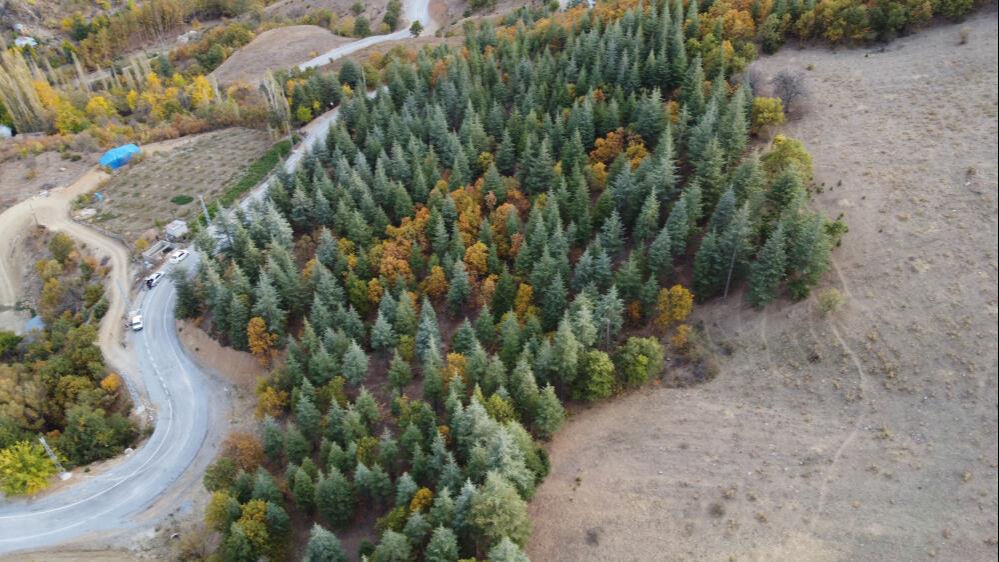 Köylüler 37 yıl önce dikti, o alanlar şimdi orman oldu - 1. Resim