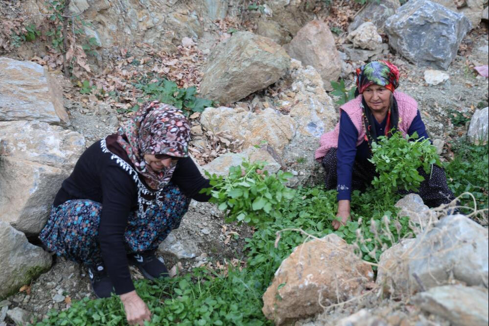 Köylüler 37 yıl önce dikti, o alanlar şimdi orman oldu - 2. Resim