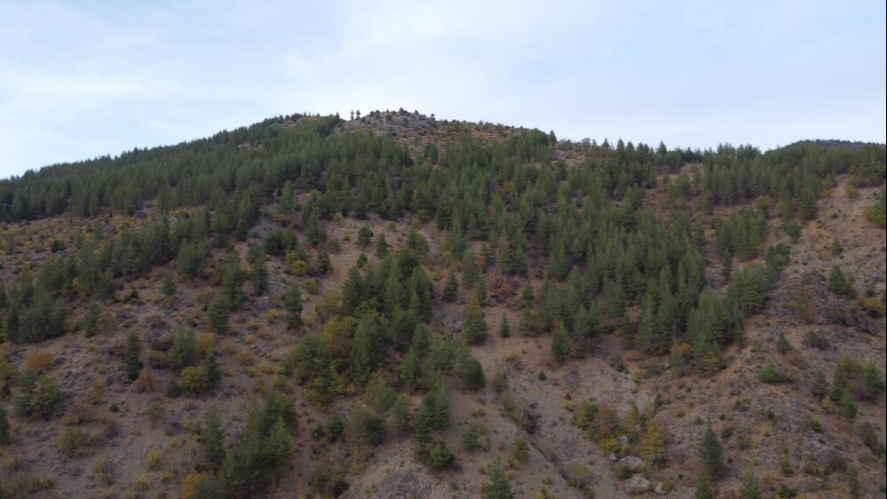 Köylüler 37 yıl önce dikti, o alanlar şimdi orman oldu - 4. Resim