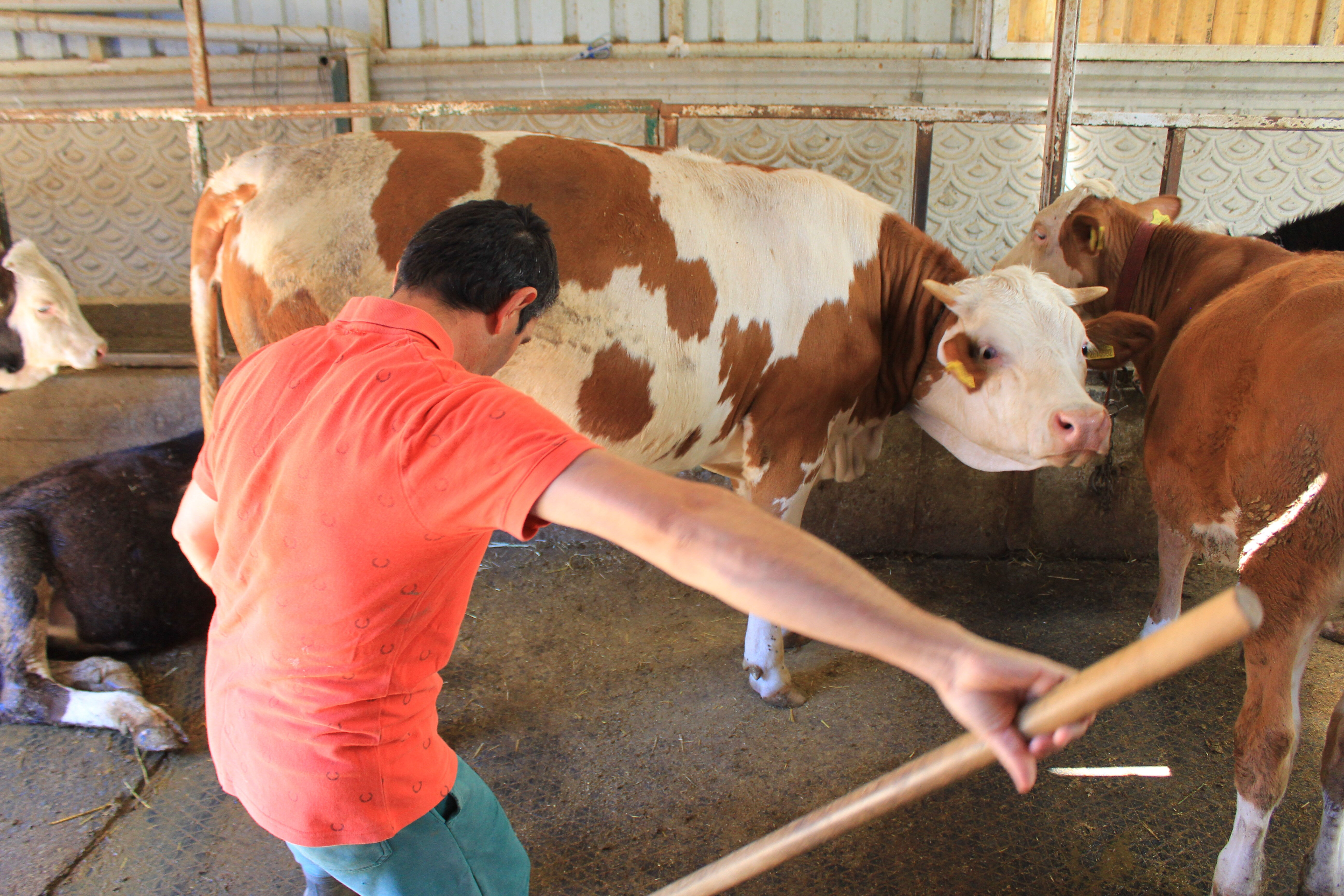 Şapla mücadele değil eziyet! Küflü domates yedirip, idrar içiriyorlar Şapla mücadele değil eziyet! Küflü domates yedirip, idrar içiriyorlar - 2. Resim