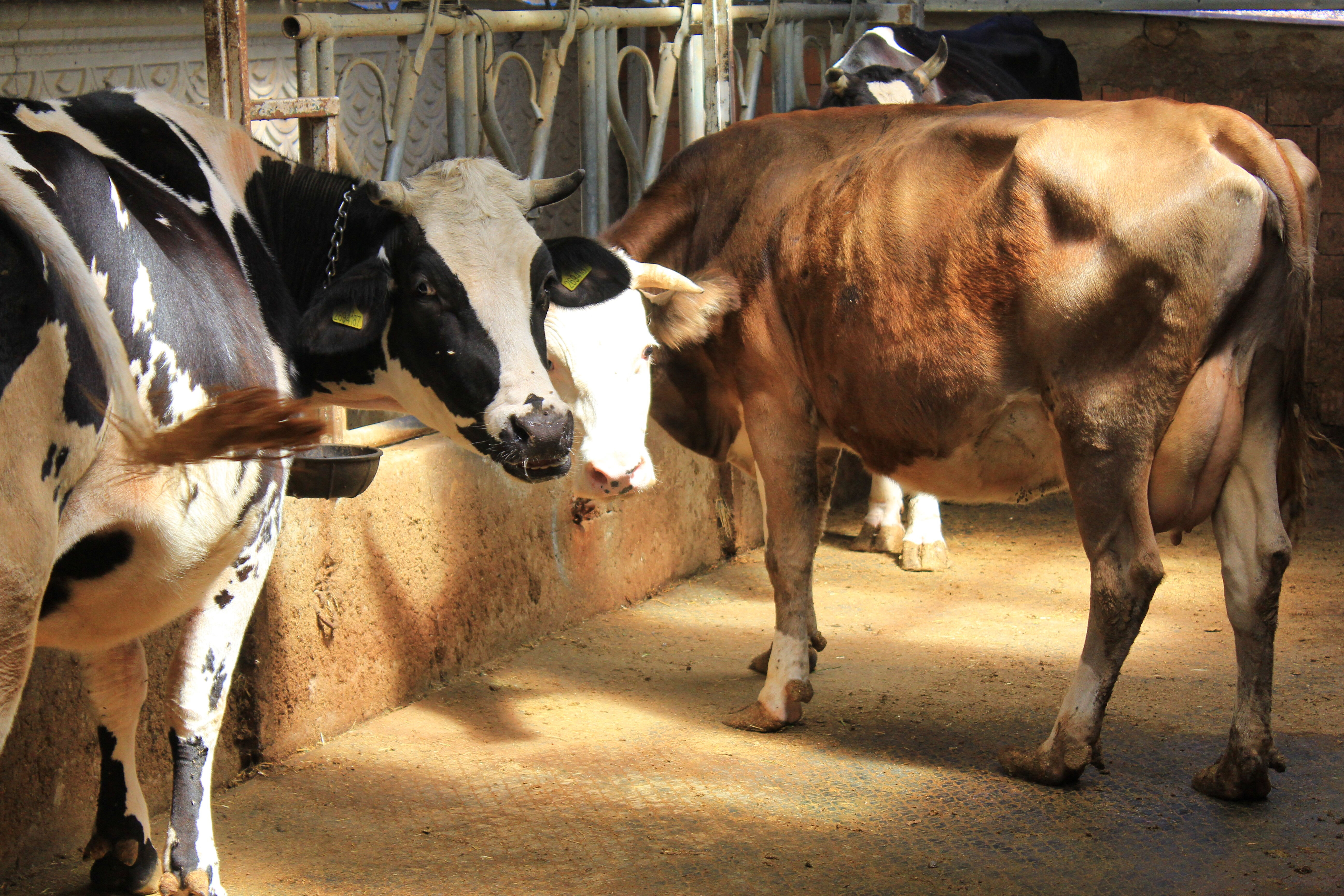 Şapla mücadele değil eziyet! Küflü domates yedirip, idrar içiriyorlar Şapla mücadele değil eziyet! Küflü domates yedirip, idrar içiriyorlar - 1. Resim