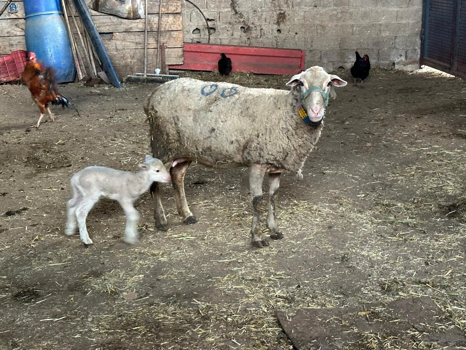 Şapla mücadele değil eziyet! Küflü domates yedirip, idrar içiriyorlar Şapla mücadele değil eziyet! Küflü domates yedirip, idrar içiriyorlar - 3. Resim