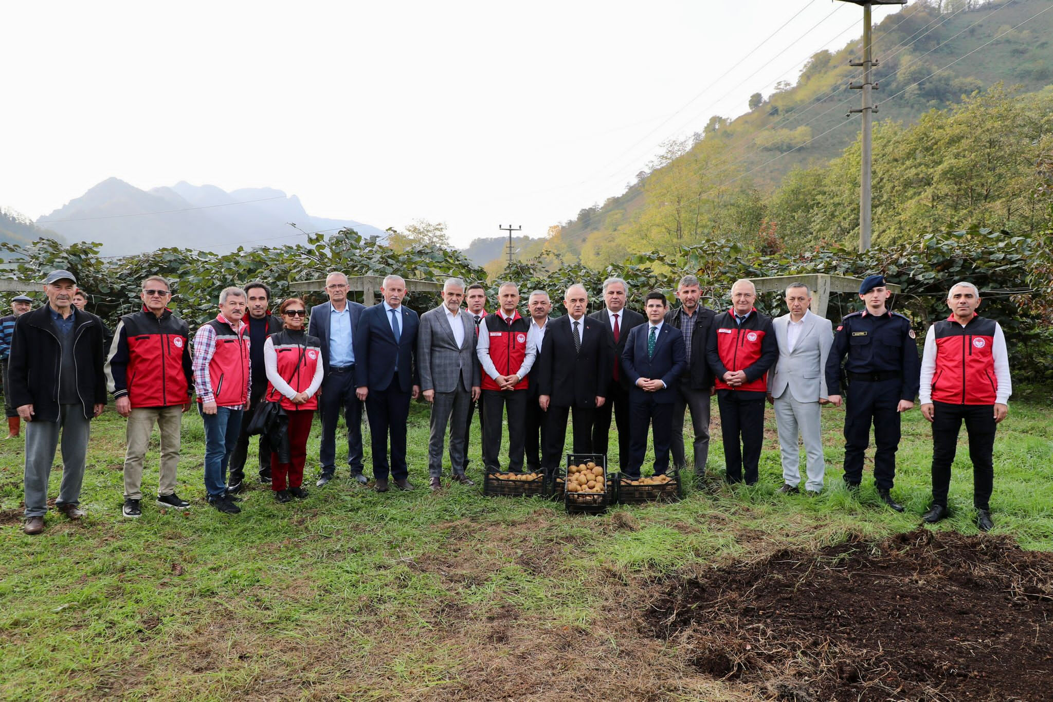 8 dönümden 25 ton hasat ediliyor! Modern kivi Ordu'yu ihya ediyor - 2. Resim