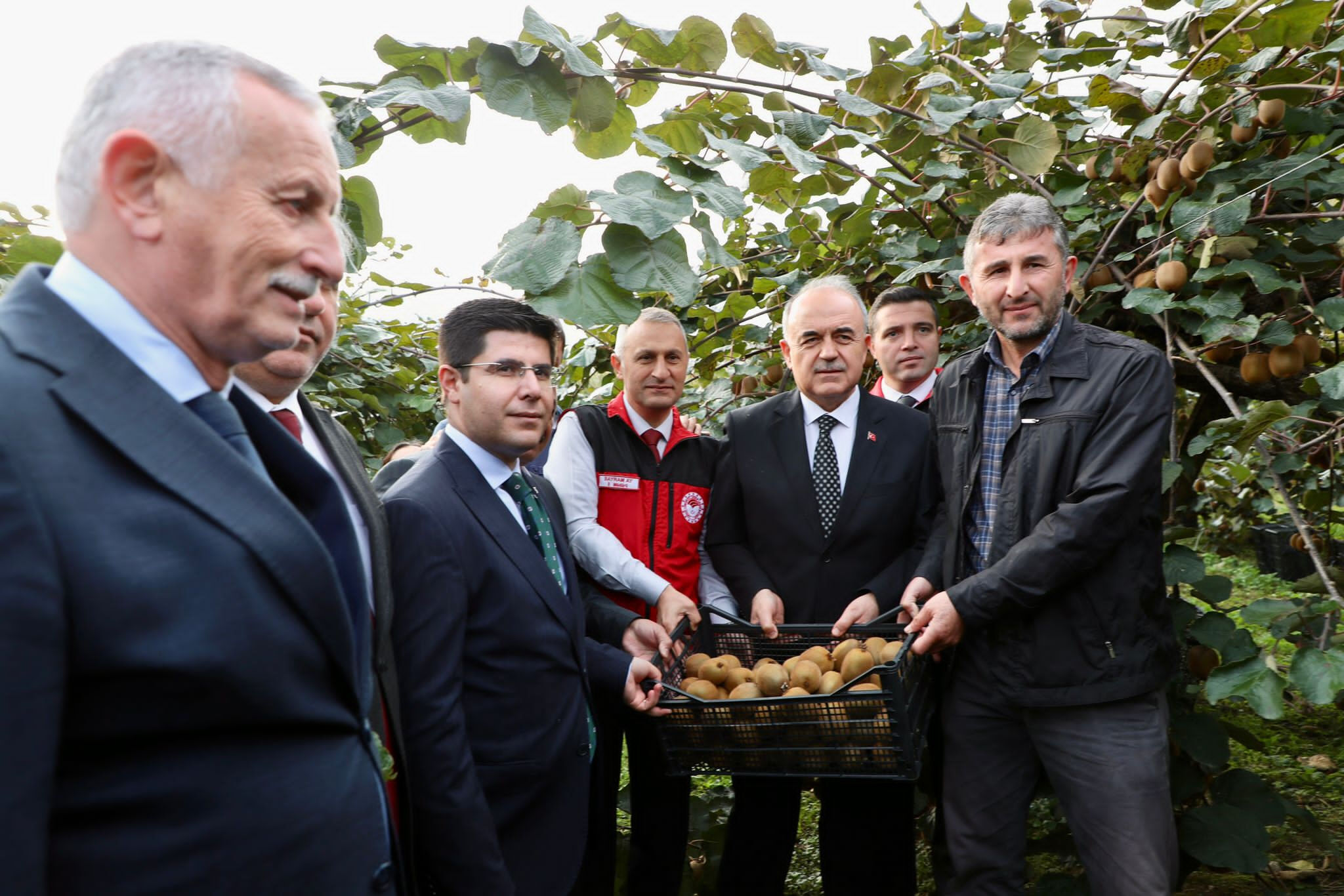 8 dönümden 25 ton hasat ediliyor! Modern kivi Ordu'yu ihya ediyor - 1. Resim