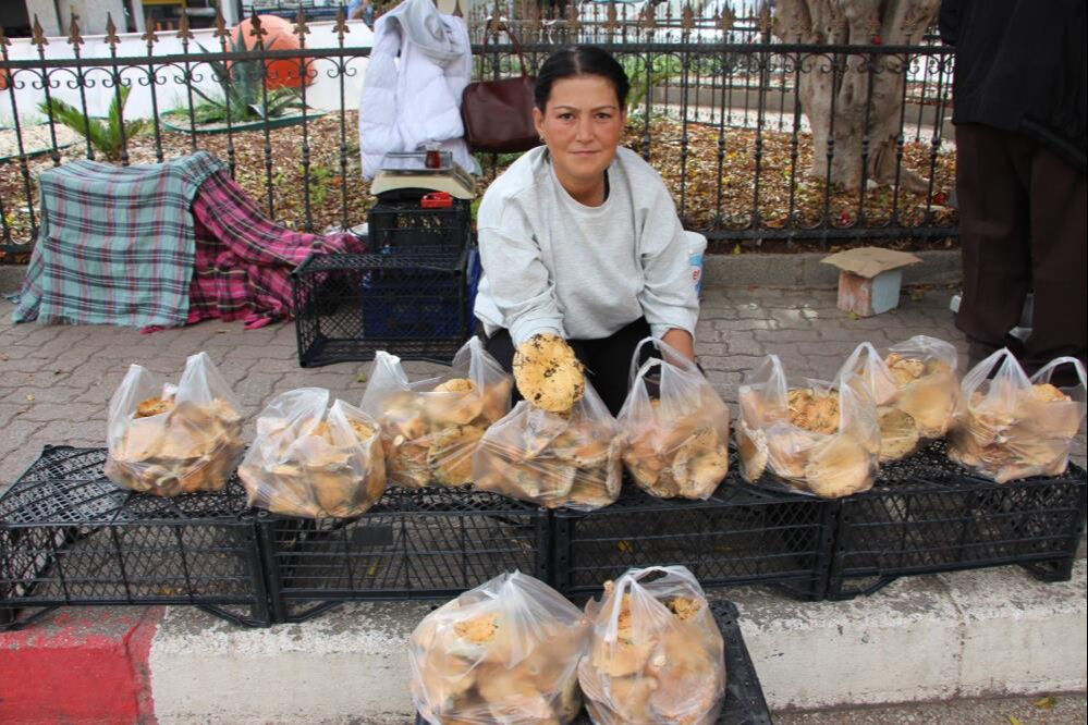 Antalya'da mantar bereketi: Ormanda kendiliğinden yetişiyor, kilosu 500 TL'den alıcı buluyor - 3. Resim