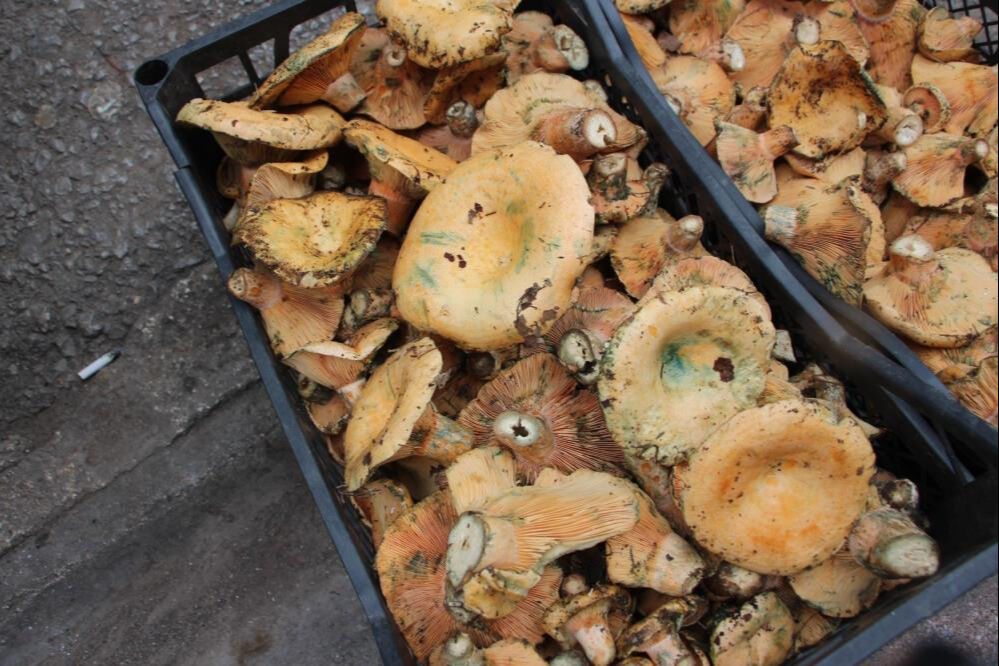 Antalya'da mantar bereketi: Ormanda kendiliğinden yetişiyor, kilosu 500 TL'den alıcı buluyor - 4. Resim