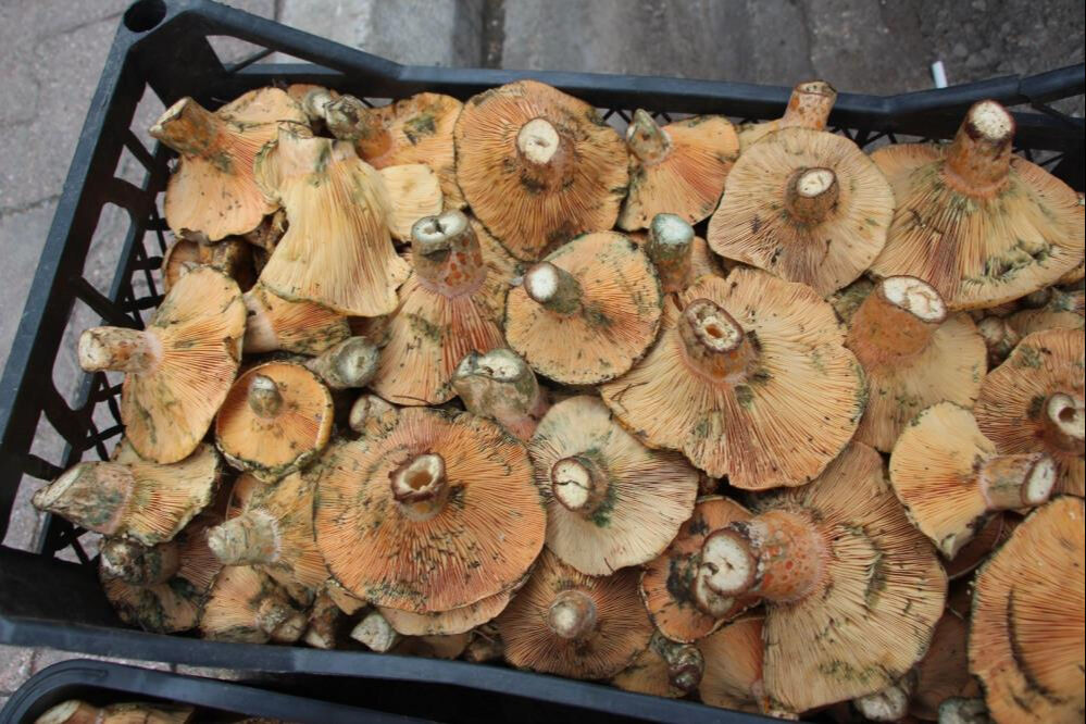 Antalya'da mantar bereketi: Ormanda kendiliğinden yetişiyor, kilosu 500 TL'den alıcı buluyor - 1. Resim