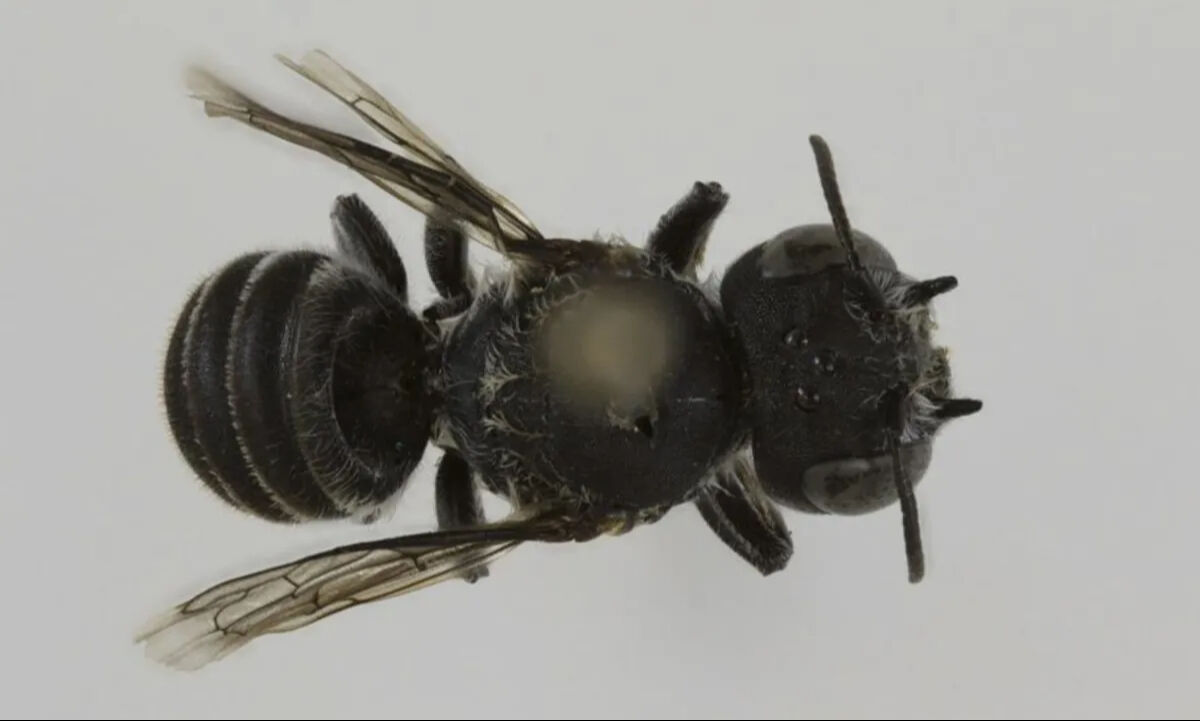 Avustralya'da yeni bir boynuzlu arı türü keşfedildi: İsmiyle dikkat çekti - 1. Resim