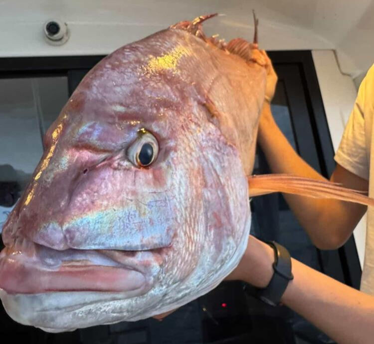 Çanakkale'de balıkçıların oltasına 12 kilogramlık mercan balığı takıldı - 1. Resim