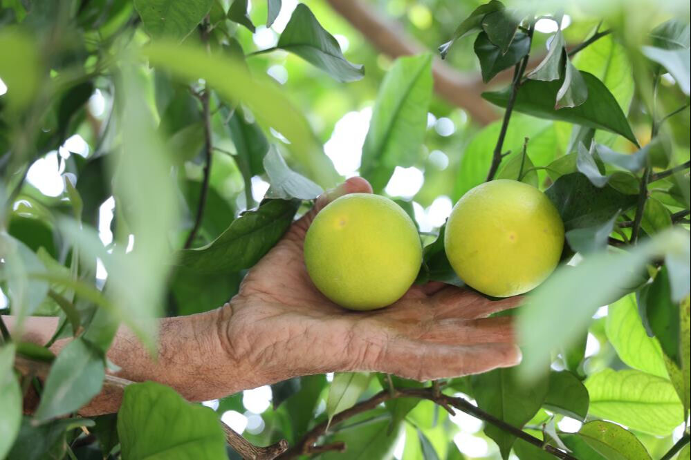 Diyarbakır'da yetişiyor! Yok böyle köy, ne Akdeniz ne Karadeniz... - 2. Resim