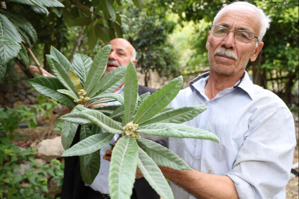 Diyarbakır'da yetişiyor! Yok böyle köy, ne Akdeniz ne Karadeniz... - 3. Resim