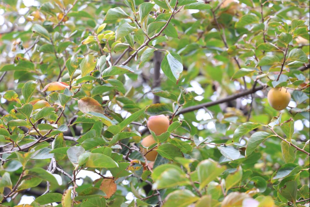 Diyarbakır'da yetişiyor! Yok böyle köy, ne Akdeniz ne Karadeniz... - 4. Resim