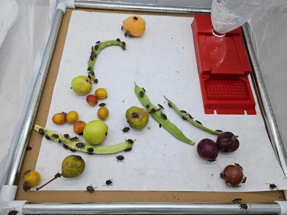 Tarım arazilerini mahvediyor! Ülkeye Artvin'den giren kahverengi kokarca böceği Marmara'ya yerleşti - 5. Resim