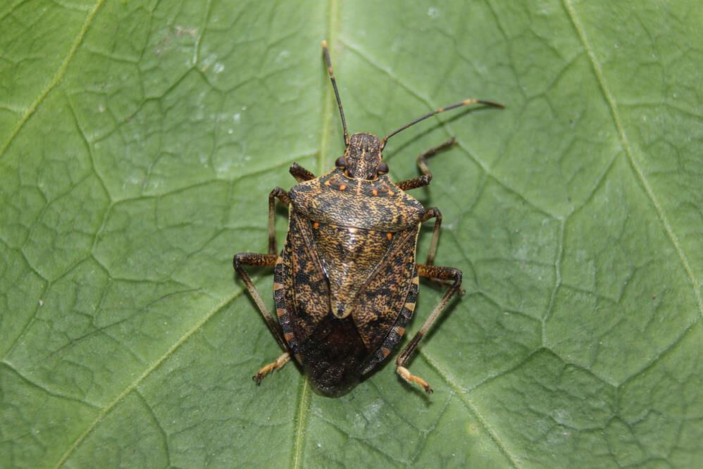 Tarım arazilerini mahvediyor! Ülkeye Artvin'den giren kahverengi kokarca böceği Marmara'ya yerleşti - 2. Resim