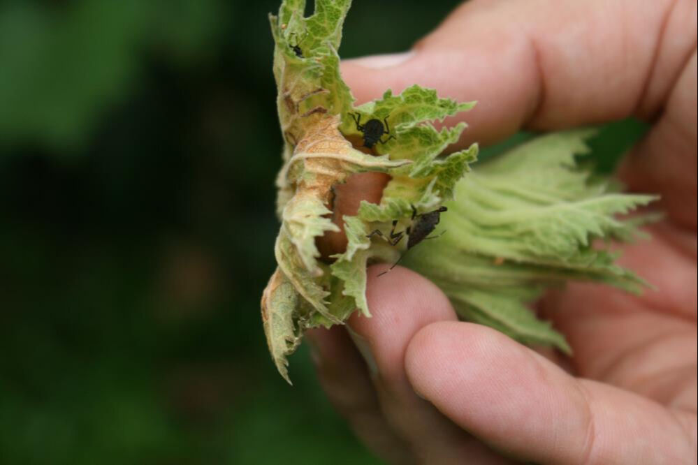 Tarım arazilerini mahvediyor! Ülkeye Artvin'den giren kahverengi kokarca böceği Marmara'ya yerleşti - 3. Resim