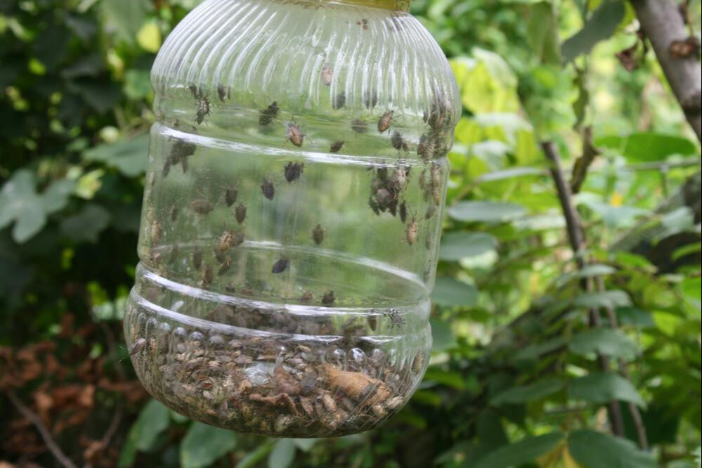 Tarım arazilerini mahvediyor! Ülkeye Artvin'den giren kahverengi kokarca böceği Marmara'ya yerleşti - 4. Resim