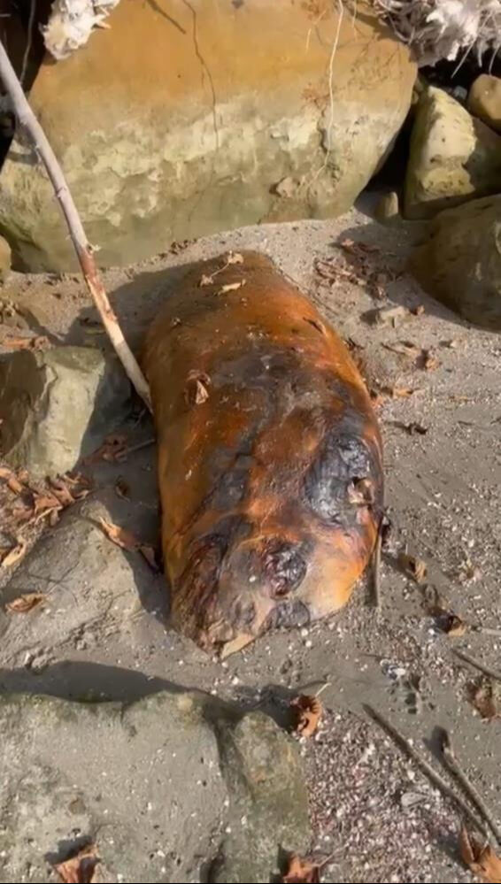 Tekirdağ sahiline vurdu! Gizemli deniz canlısı merak konusu oldu - 1. Resim