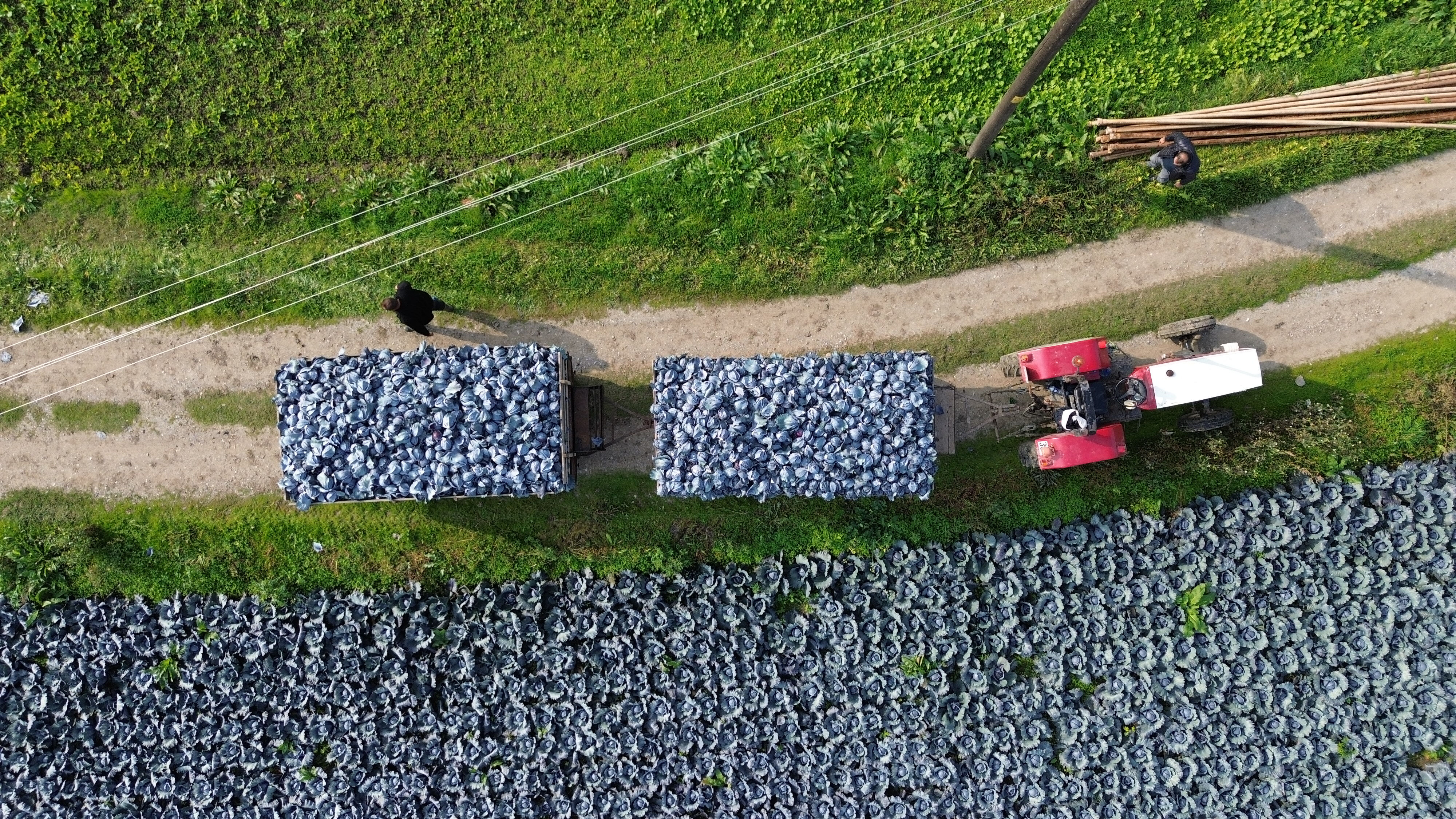 Bafra Ovası kırmızıya büründü! Hasat başladı, tarlada kilosu 13 lira - 2. Resim
