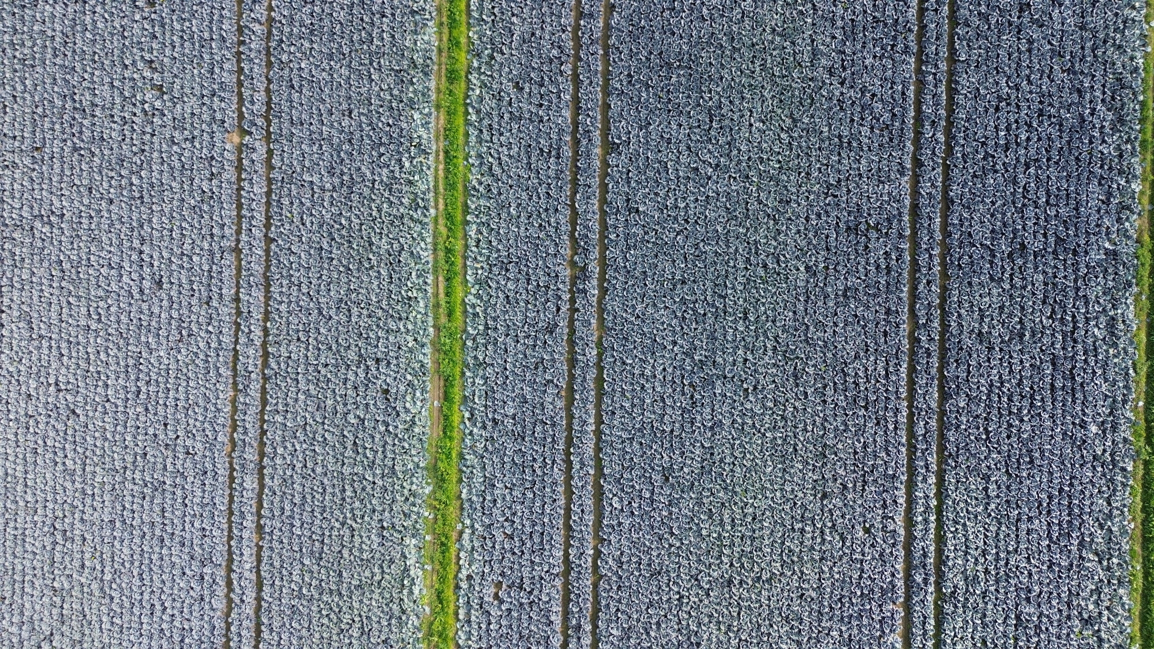 Bafra Ovası kırmızıya büründü! Hasat başladı, tarlada kilosu 13 lira - 1. Resim