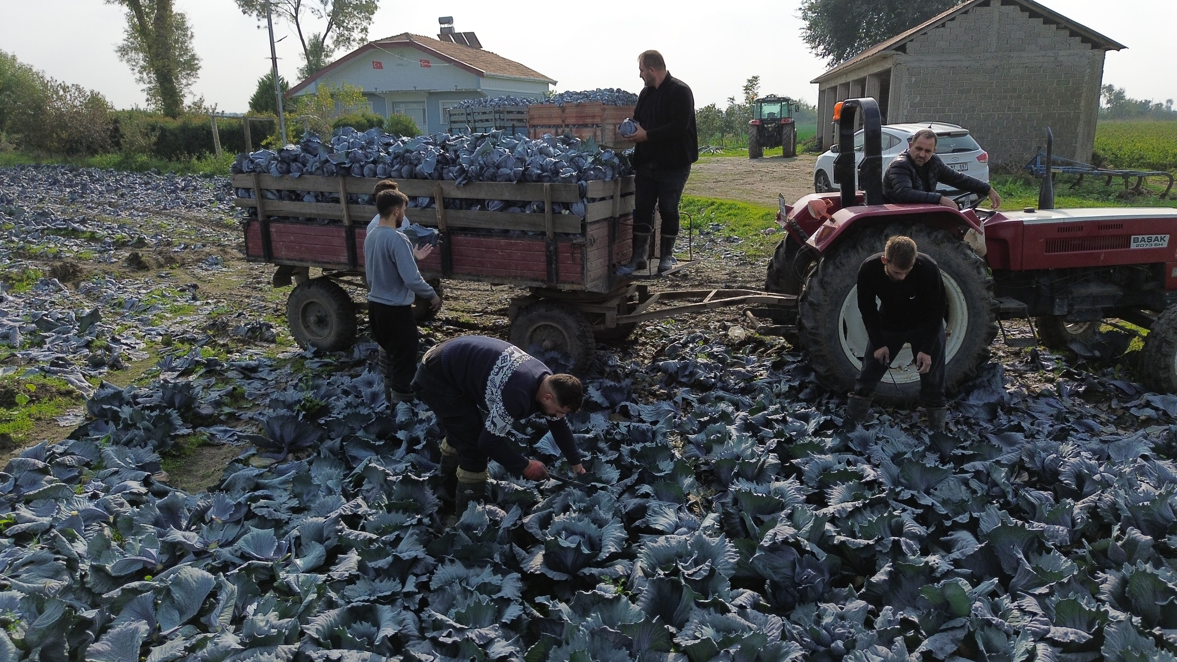 Bafra Ovası kırmızıya büründü! Hasat başladı, tarlada kilosu 13 lira - 3. Resim