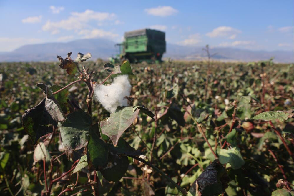 Hatay'da son 65 yılın en kurak yılı, 'beyaz altın' pamuğu vurdu! - 1. Resim