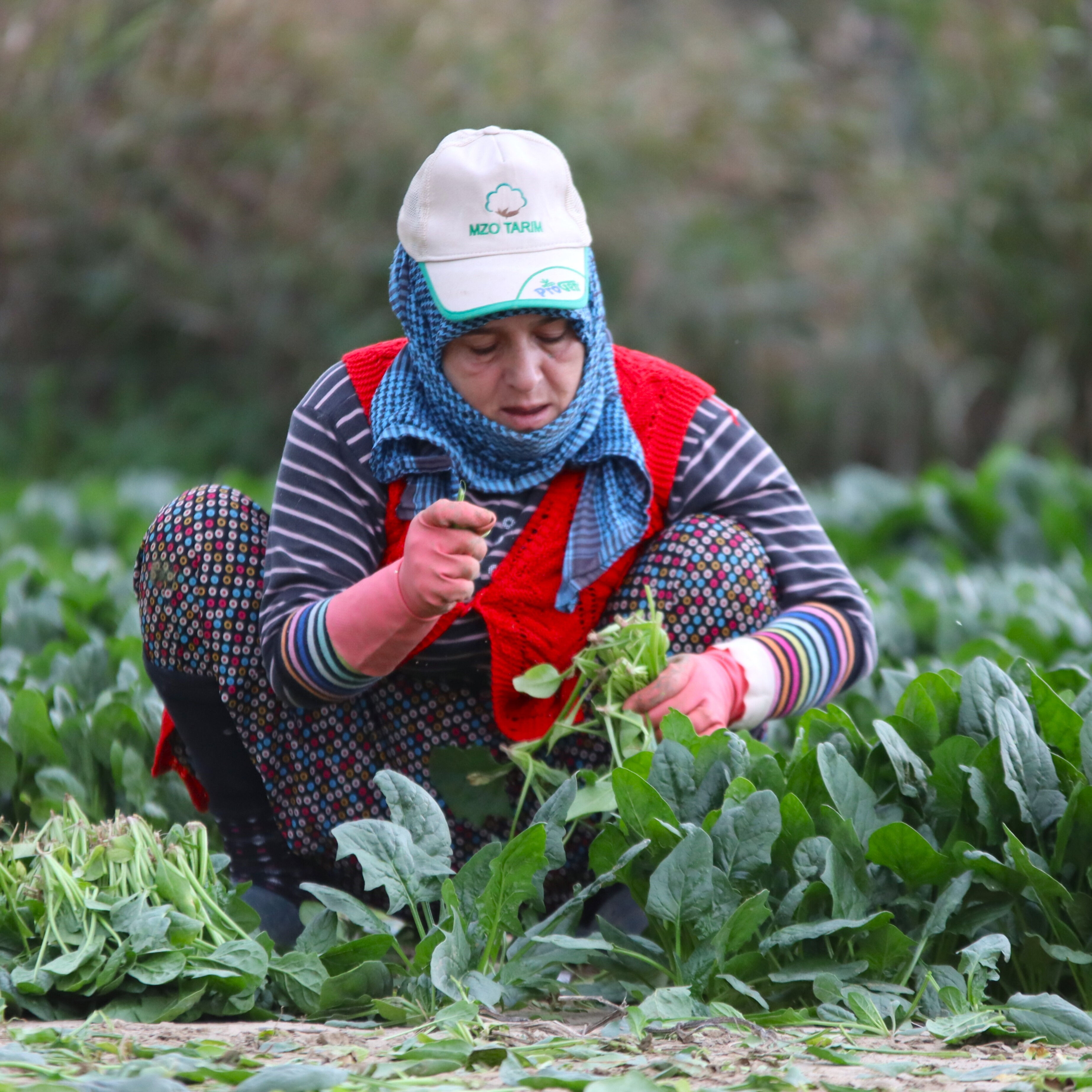 Tarlada 6 markette, 50 lira! Üretici fiyat farkına tepkili - 3. Resim