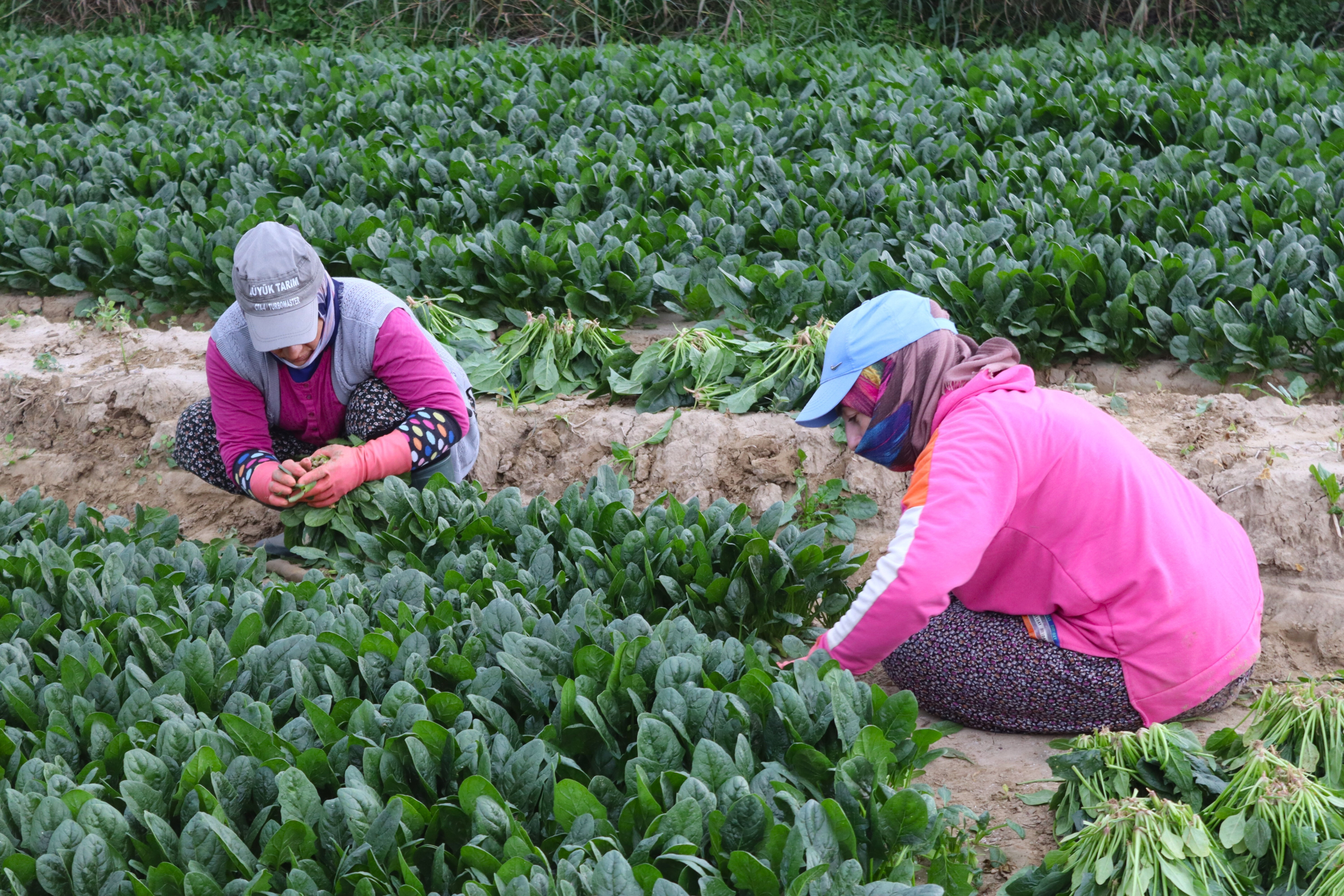 Tarlada 6 markette, 50 lira! Üretici fiyat farkına tepkili - 1. Resim