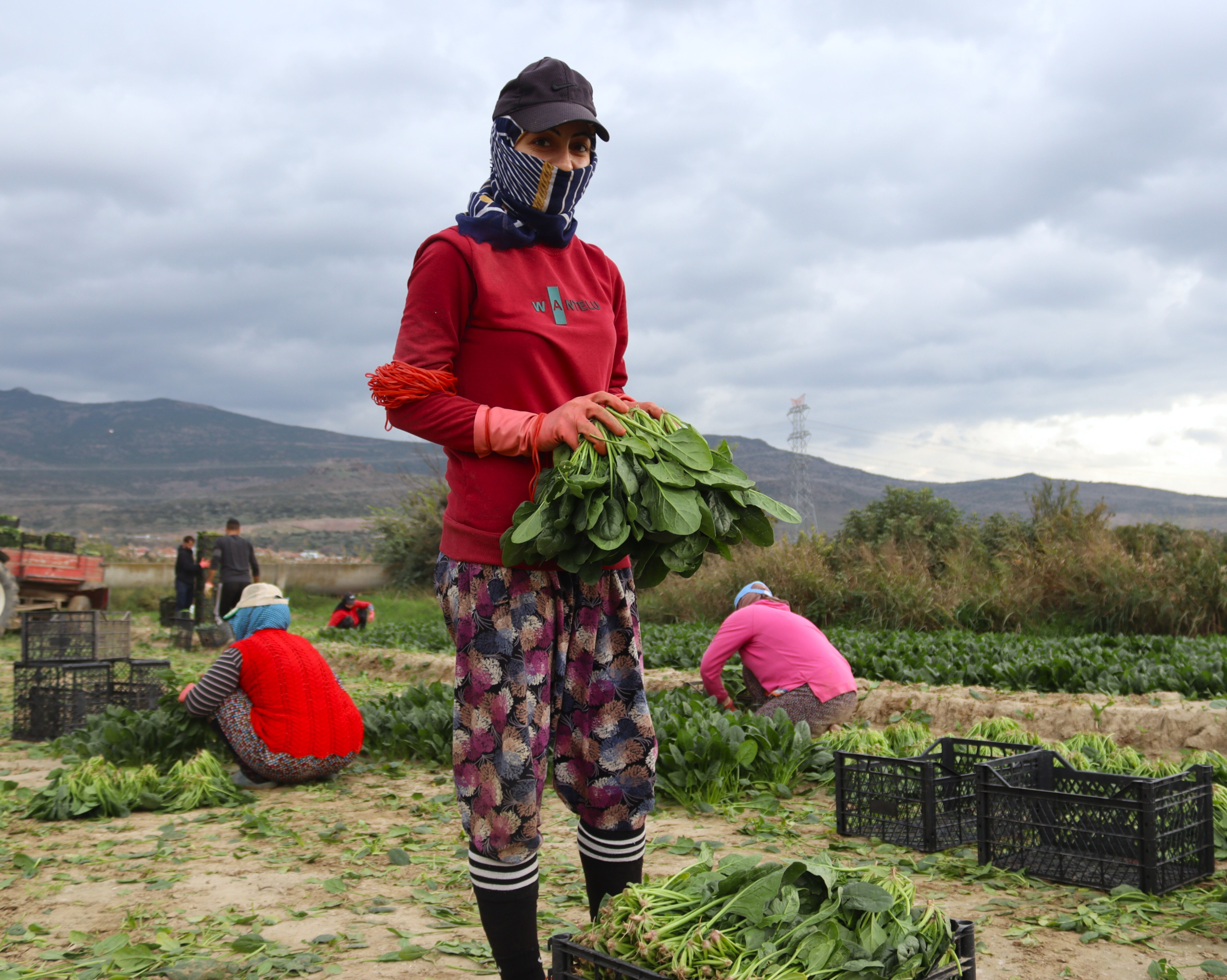 Tarlada 6 markette, 50 lira! Üretici fiyat farkına tepkili - 4. Resim