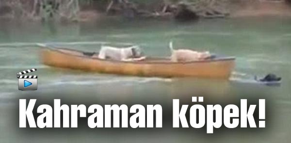 Hayatını tehlikeye atıp hemcinslerini kurtardı
