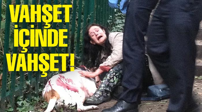 Köpeği, gözlerinin önünde delik deşik oldu Köpeği, gözlerinin önünde delik deşik oldu