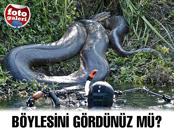 Dev anakonda böyle görüntülendi Dev anakonda böyle görüntülendi
