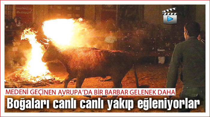 Boğaları canlı canlı yakıp eğleniyorlar Boğaları canlı canlı yakıp eğleniyorlar