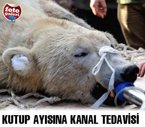 Kutup ayısına kanal tedavisi