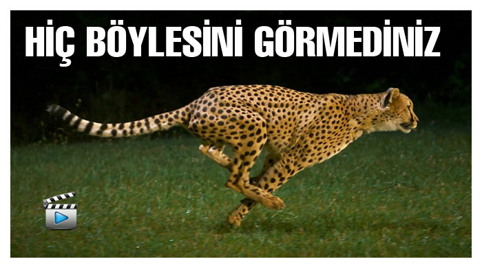 Çitaları hiç böyle görmediniz Çitaları hiç böyle görmediniz