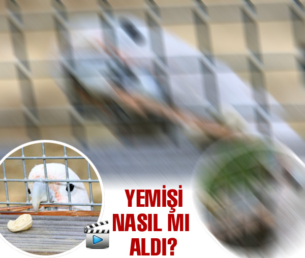 Papağanın marifeti... Papağanın marifeti...