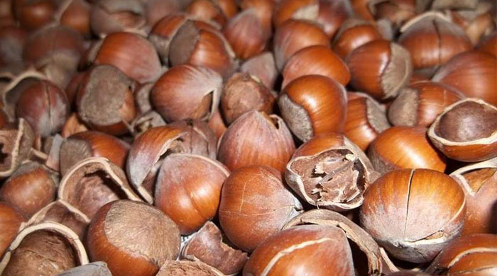 Kabuğu kendinden 3 kat pahalı Kabuğu kendinden 3 kat pahalı
