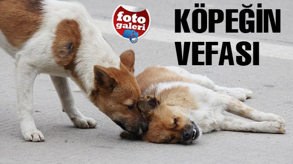 Ölen köpeğin başından 6 saat ayrılmadı Ölen köpeğin başından 6 saat ayrılmadı