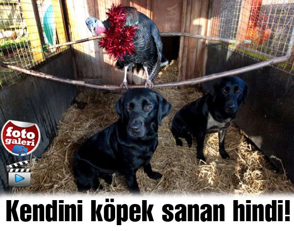 Bu hindi kendisini köpek zannediyor