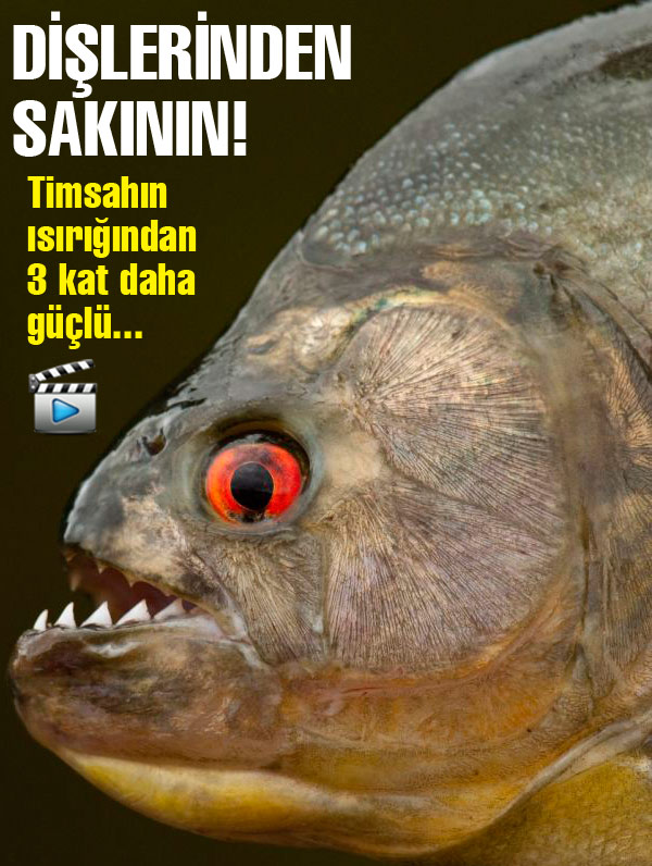 En güçlü ısırık siyah piranalarda En güçlü ısırık siyah piranalarda