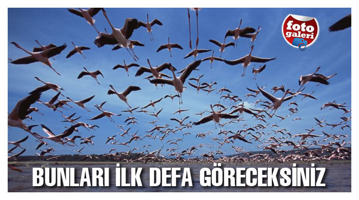 Yaban hayatından inanılmaz fotoğraflar Yaban hayatından inanılmaz fotoğraflar